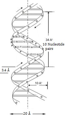 sturcture of DNA